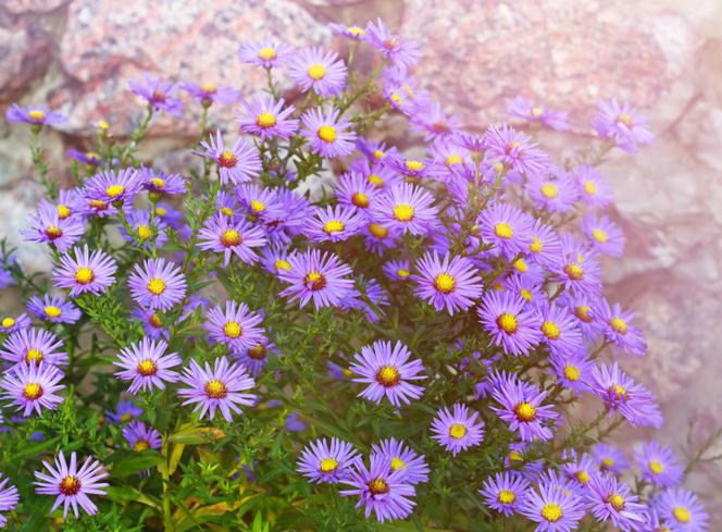 Aster