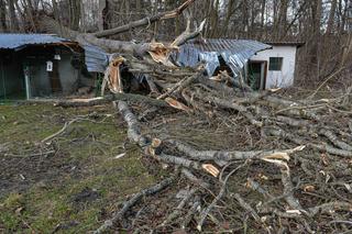 O krok od tragedii! Wichura powaliła drzewo na boksy dla psów w schronisku