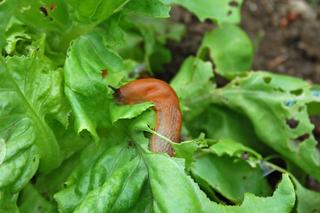 Zwalczanie ślimaków w ogrodzie - sprawdzone sposoby na ślimaki