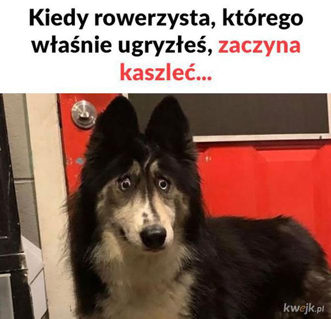 Memy o koronawirusie