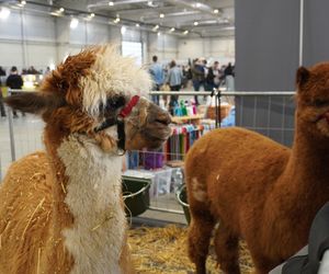 ZOOPARK w Lublinie. „Postawiliśmy na polski las. Chcemy promować nasze zwierzątka”