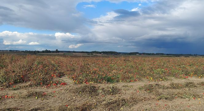 Samozbiory pomidorów na plantacji w Niewirkowie cieszą się powodzeniem
