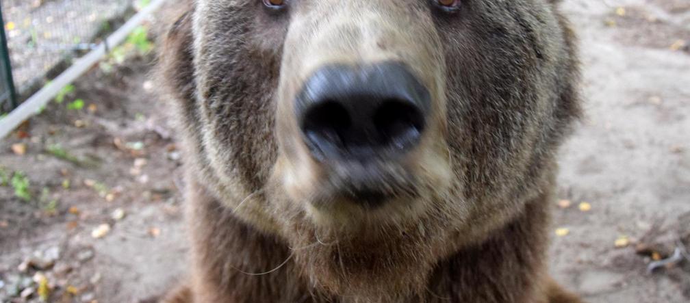 Niedźwiedź Baloo z poznańskiego zoo