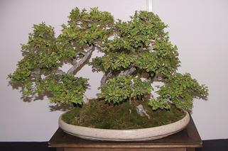 Drzewko bonsai: usychają liście [Porada eksperta]