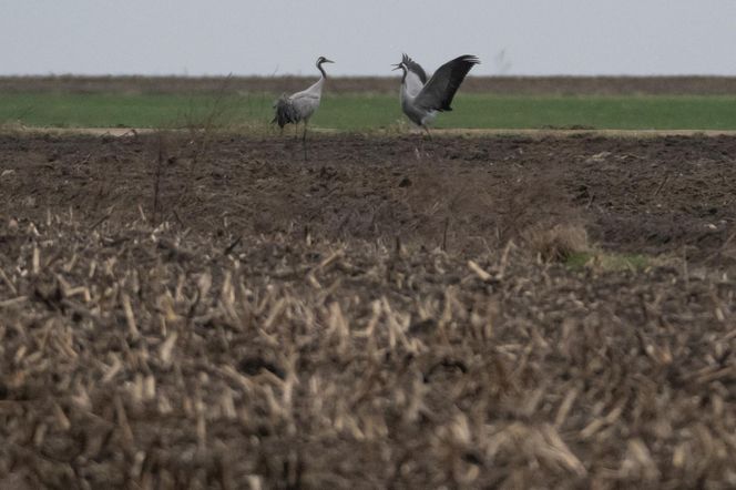 Żurawie powróciły do Poleskiego Parku Narodowego