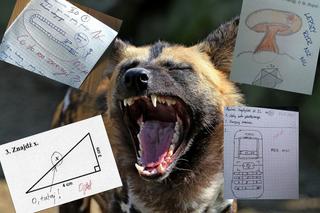 Hity ze sprawdzianów, kartkówek i klasówek. Nauczyciel płakał, jak sprawdzał! [ZDJĘCIA]