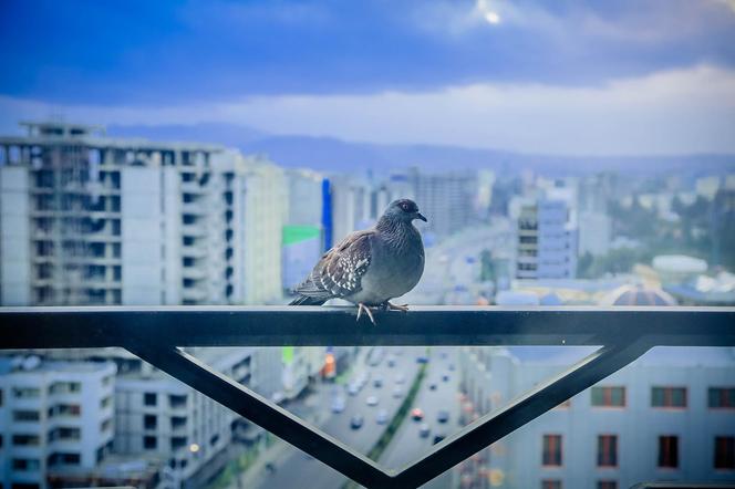 7 sprawdzonych sposobów na gołębie na balkonie. Jak odstraszyć gołębie z balkonu?