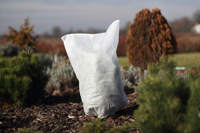 Jak zabezpieczyć rośliny na zimę? Ochrona roślin przed mrozem - praktyczny poradnik