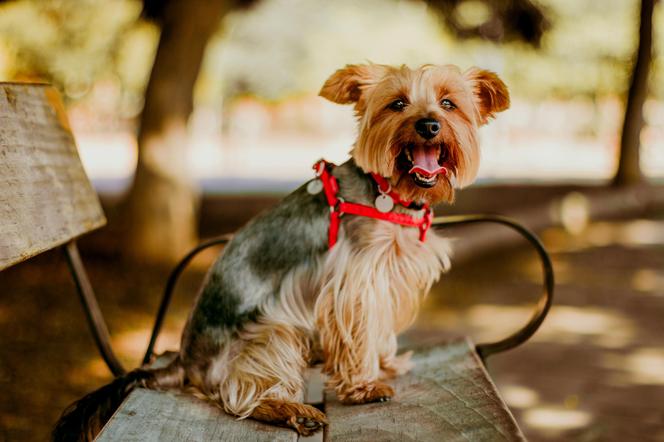 Yorkshire Terrier