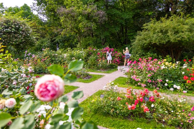 7 najładniejszych ogrodów botanicznych w Polsce. Kiedy je odwiedzić i gdzie są?