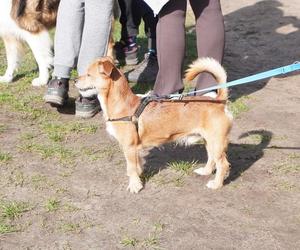 Dogtrekking w Poznaniu