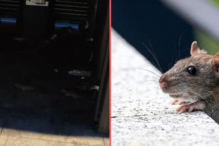 Szczury opanowały Wrocław! W śmietniku impreza, DJa tylko brakuje
