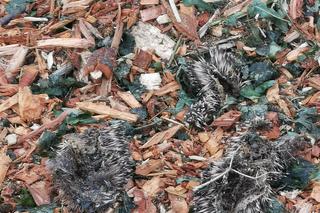 Jeże zmielone na miazgę