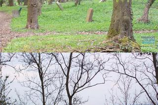 Dawny cmentarz na Stołczynie