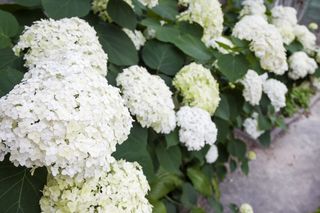 Hortensja Annabelle: pielęgnacja krok po kroku, by co roku zachwycała kwiatami