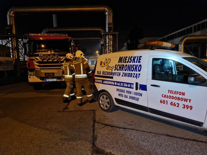 Strażacy z Katowic uratowali sarny z korytarzy elektrociepłowni
