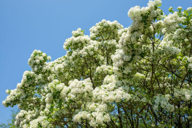 Śniegowiec wirginijski - Chionanthus virginicus