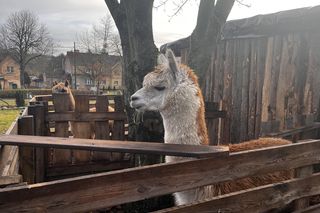 Żywa szopka Szczecin Żydowce 