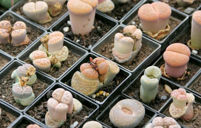 Lithops