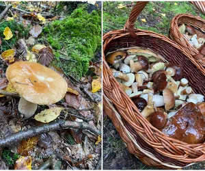 Wysyp grzybów w woj. lubelskim trwa! Zobaczcie zdjęcia