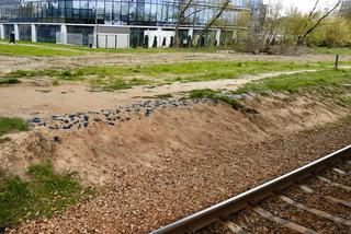 Gęsta smoła na peronie PKP Służewiec