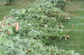 Małopolska: W domowym ogródku hodował marihuanę