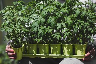 Wystarczy jedna szklanka, by odżywić sadzonki pomidorów. Sposób na grube korzenie i pędy gotowe na dojrzewanie pomidorów. Nawożenie sadzonek w rozsadzie 