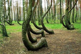 Krzywy las pod Gryfinem - zdjęcia. Jak powstał?