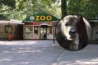 Poznańskie zoo pochwaliło się nowym mieszkańcem, który nie ma jeszcze imienia. Niech zdrowo rośnie