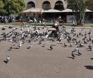 Saloniki i grecka kuchnia