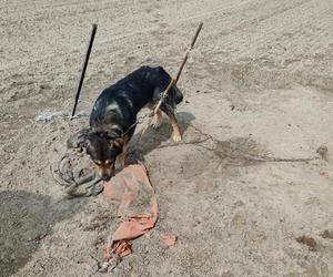 Kalisz. Jak tak można!?! Ktoś zostawił psa w szczerym polu. Przywiązanego do palika. Bez wody i jedzenia!