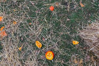 Ktoś zniszczył wystawę z dyni w Powsinie