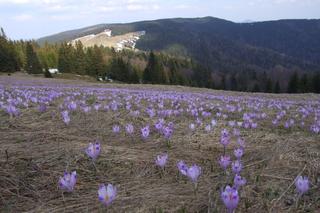 6. Powiat nowotarski