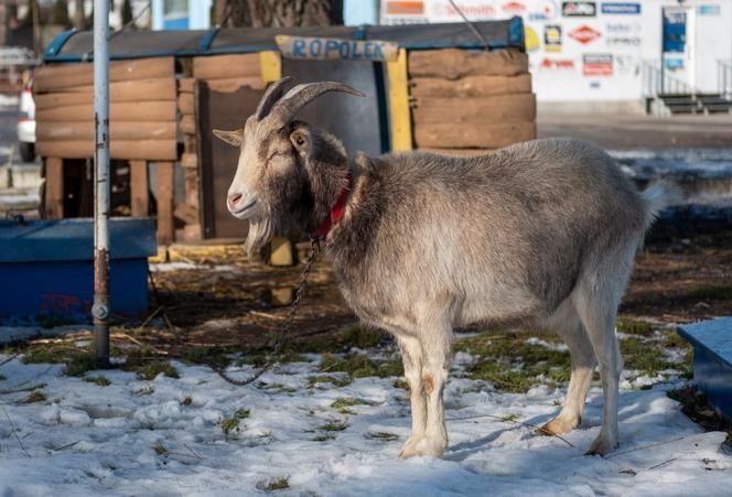 Nie dałem zjeść kozła