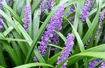 Liriope szafirkowata