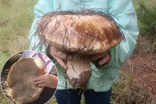 Gigantyczne borowiki w kujawsko-pomorskich lasach. Pan Patryk z synem znaleźli okazy wielkości piłki!