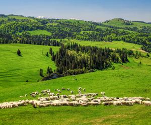 Pieniny