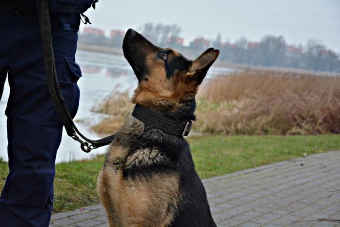 Szarik - nowy policyjny pies w Komendzie Miejskiej Policji w Suwałkach [ZDJĘCIA]