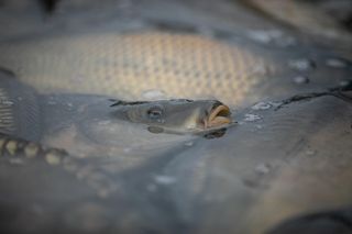 Zakaz sprzedaży fajerwerków i żywych ryb na miejskich targowiskach? Jest petycja