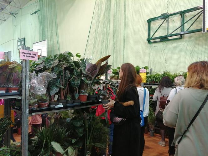 Festiwal Roślin w Siedlcach już trwa