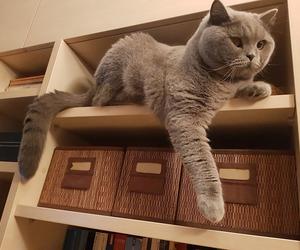 5) British Shorthair – 10 kg