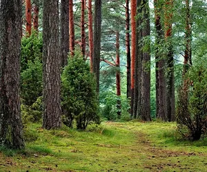 Wycinka lasów w Lubuskiem? Powstała specjalna ogólnopolska mapa