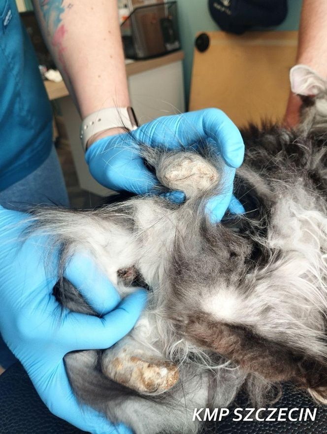 3 lata więzienia grożą mężczyźnie, który usłyszał zarzut znęcania się nad zwierzętami