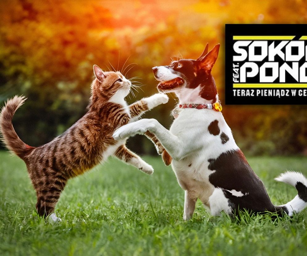 Zbiórka na rzecz bezdomnych zwierząt. Można wylicytować Złotą Płytę za album Sokoła.