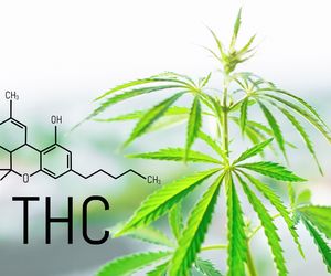 THC - działanie