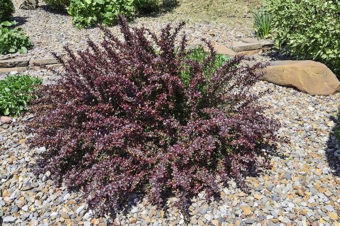 Berberys Thunberga 'Atropurpurea Nana'