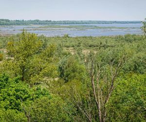 Ptasi raj niedaleko Łodzi. Rezerwat Jeziorsko to jedna z najbardziej niedocenianych atrakcji w regionie