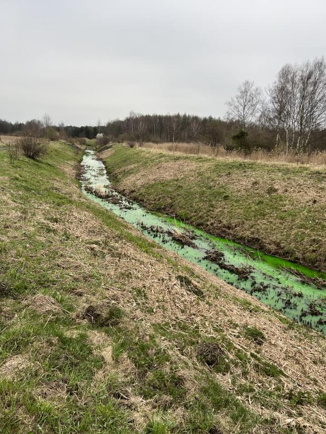 Rzeka Mleczna w Katowicach zmieniła kolor na jaskrawozielony