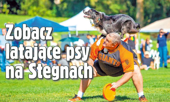 Zobacz latające psy na Stegnach
