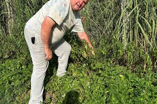 Kura wymknęła się lisowi